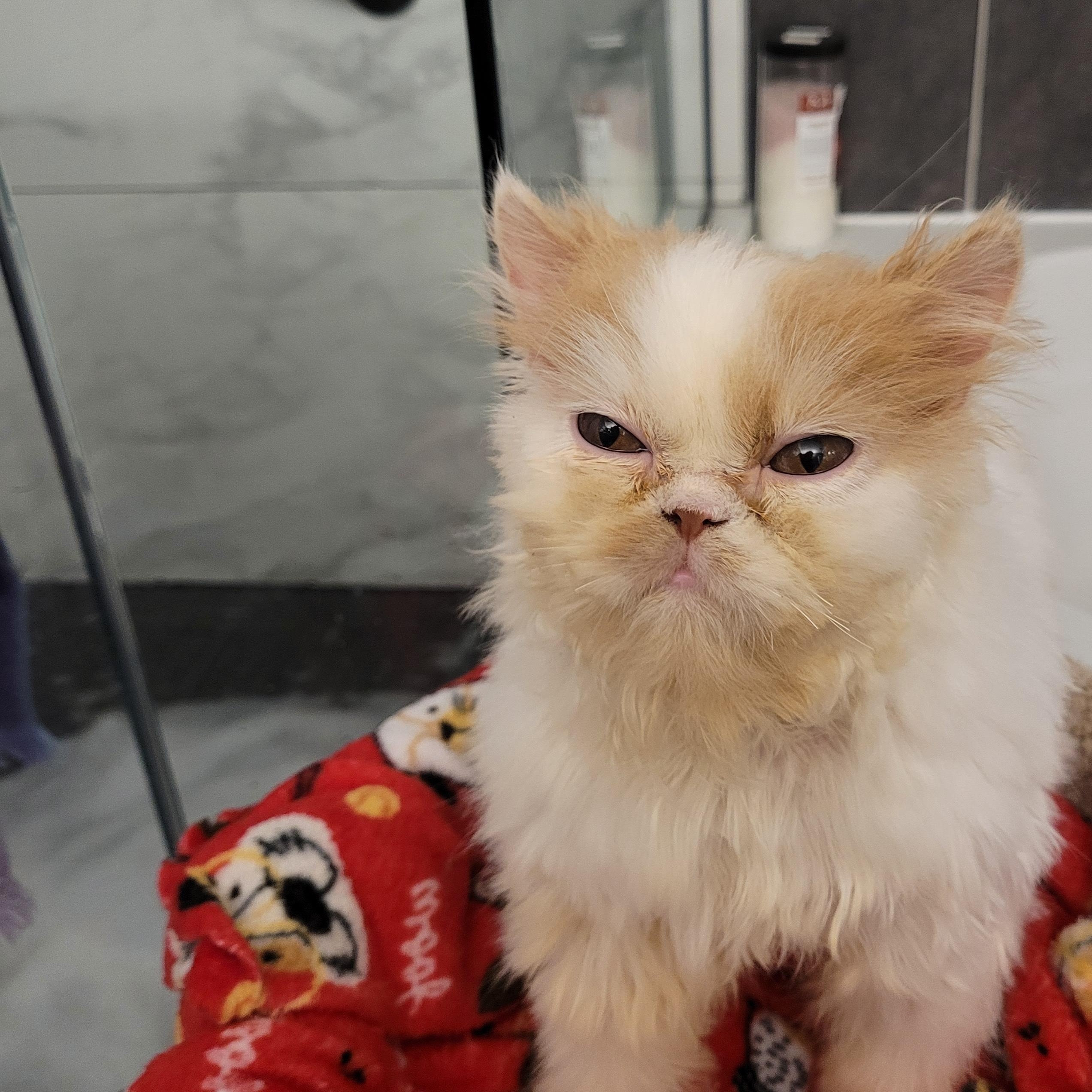 Enlarge Lonnie (m) Persian 8mths, a Adoptable Persian in Ottawa, ON image 4/6