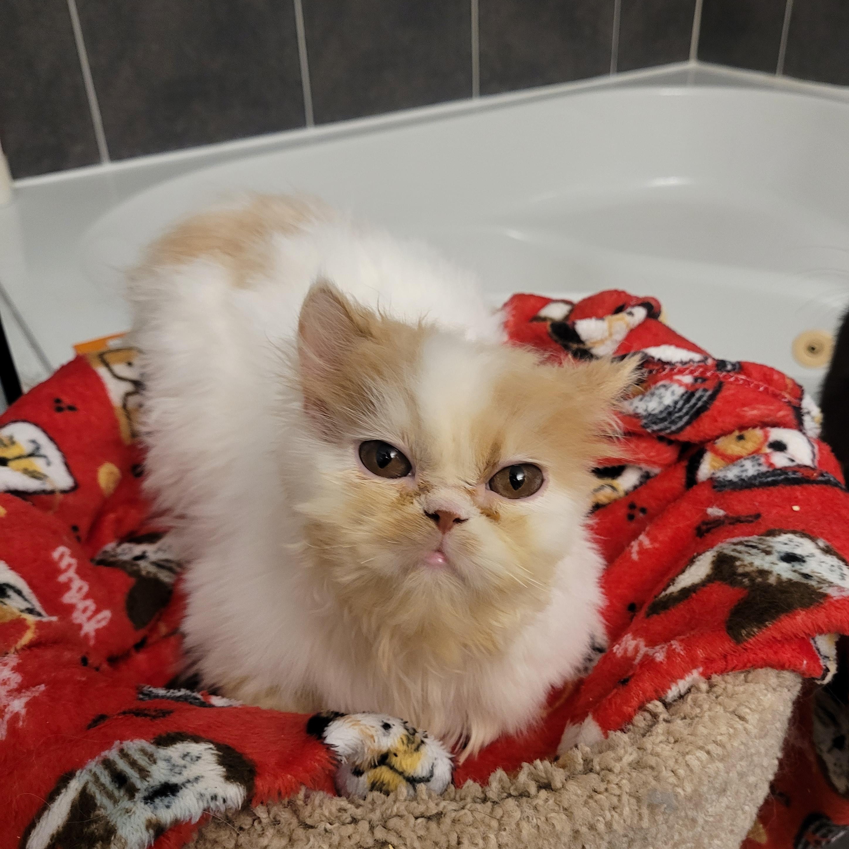 Enlarge Lonnie (m) Persian 8mths, a Adoptable Persian in Ottawa, ON image 5/6