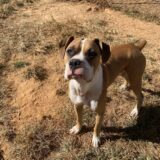 Enlarge Buddy, a Adoptable mixed breed in Jacksonville, AL image 1/5