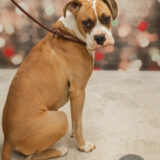 Buddy, Adoptable, Young Male Boxer.