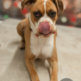 Enlarge Buddy, a Adoptable mixed breed in Jacksonville, AL image 5/5