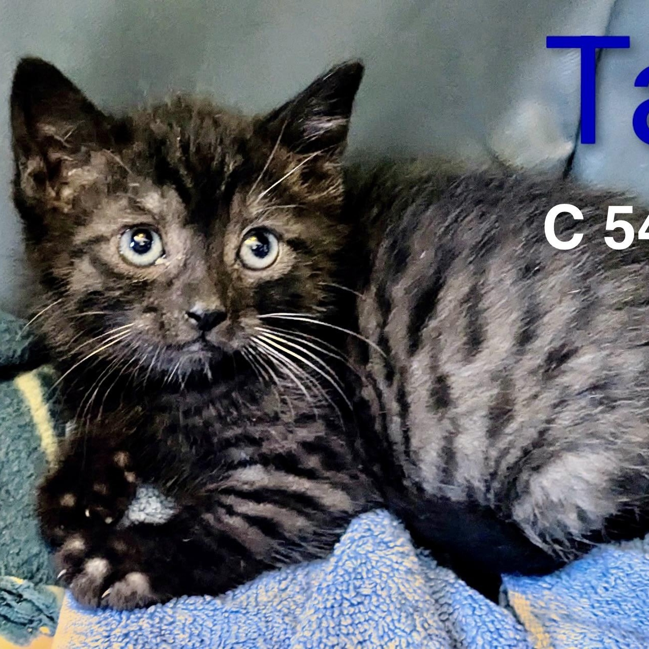 Foster Tage, Adoptable, Kitten Male Domestic Short Hair & Tiger.