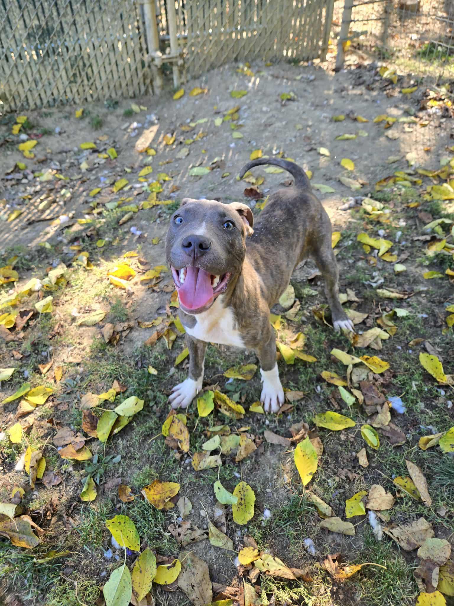 Cooper
