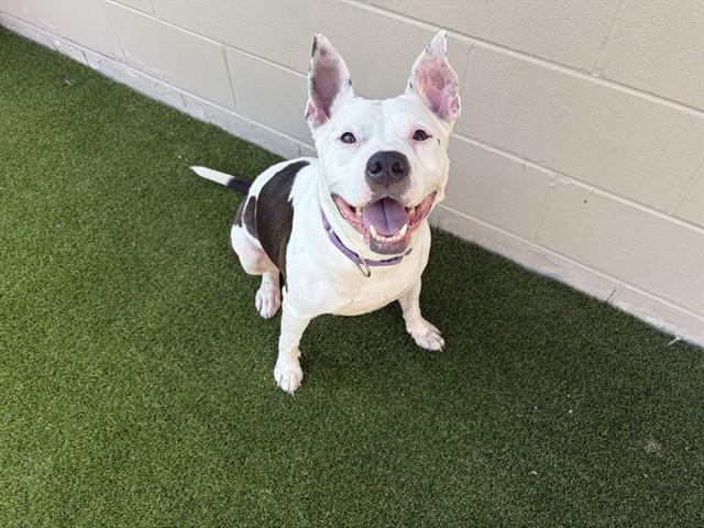QUEEN, Adoptable, Adult Female Mixed Breed.