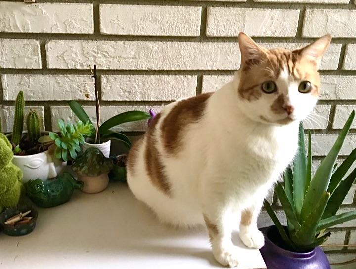 Enlarge Phoenix (WATCH video) sweet boy , a ADOPTABLE Domestic Short Hair in Daytona Beach, FL image 2/4