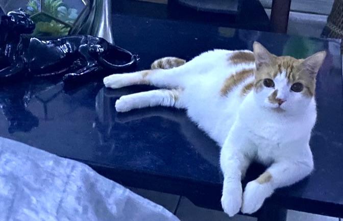 Enlarge Phoenix (WATCH video) sweet boy , a ADOPTABLE Domestic Short Hair in Daytona Beach, FL image 3/4