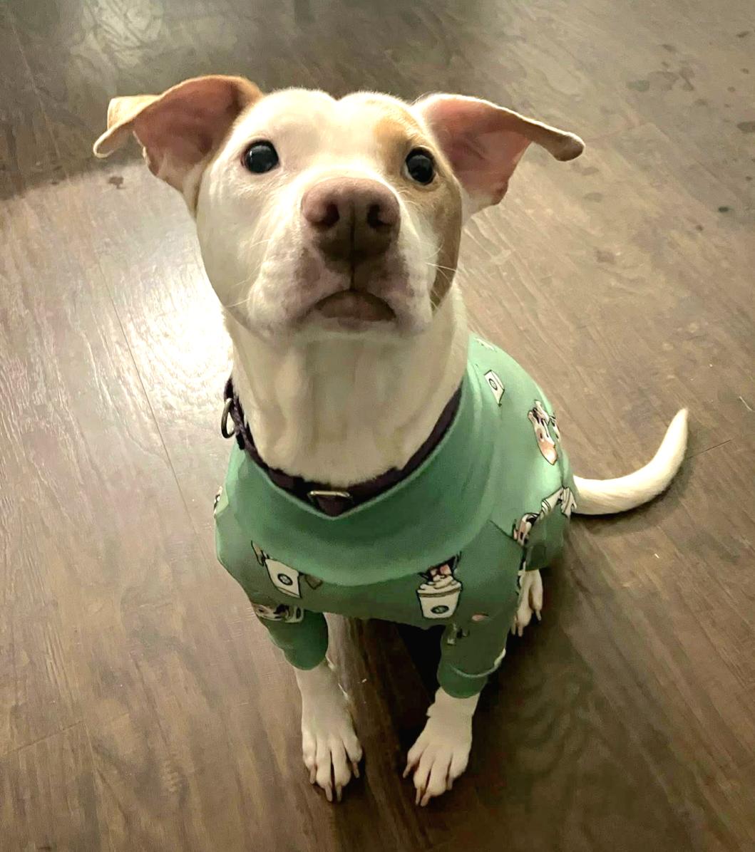 Laika, ADOPTABLE, Adult Female Hound & Pit Bull Terrier.