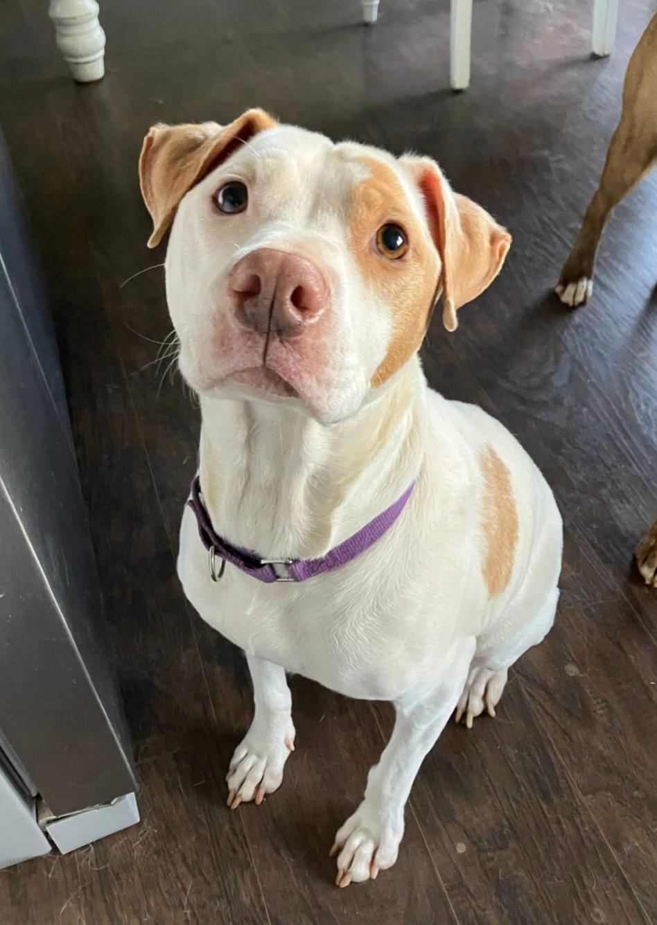 Laika, a ADOPTABLE mixed breed in Pelzer, SC image 4/4