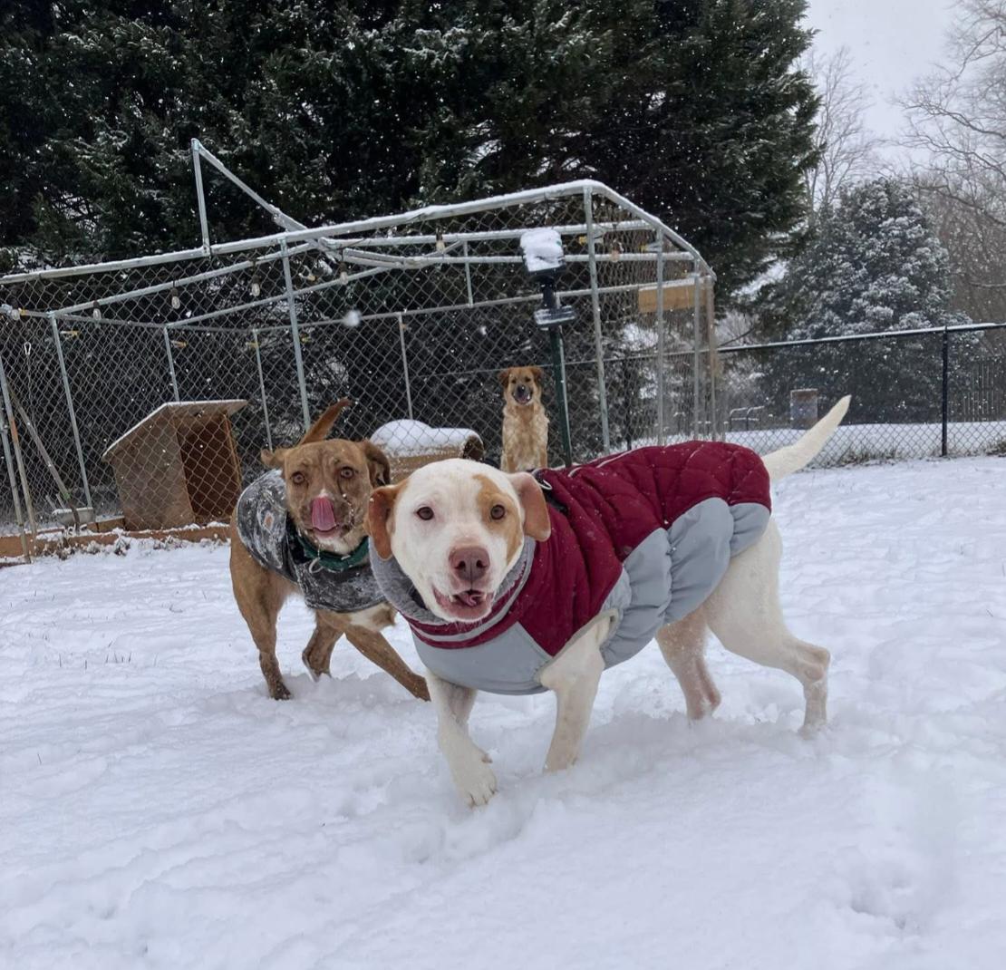 Laika, a ADOPTABLE mixed breed in Pelzer, SC image 3/4
