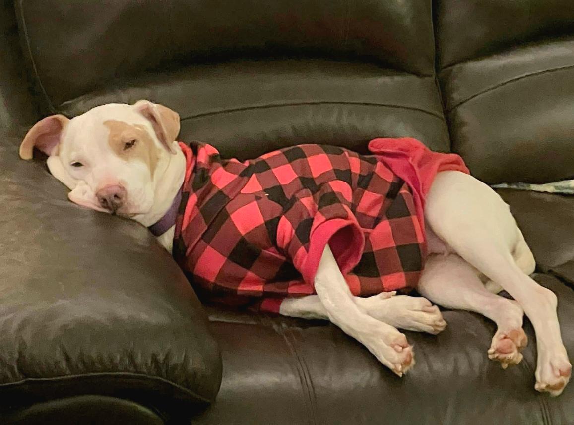 Laika, a ADOPTABLE mixed breed in Pelzer, SC image 2/4