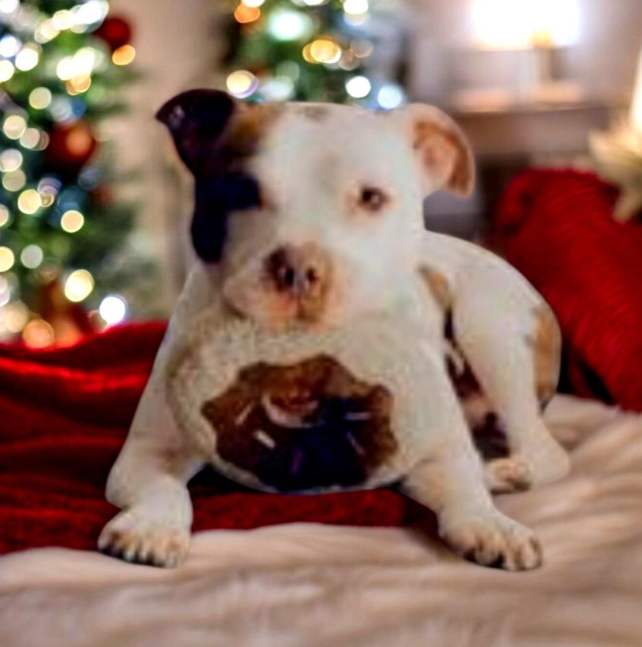 Jebb, Adult Male American Bully