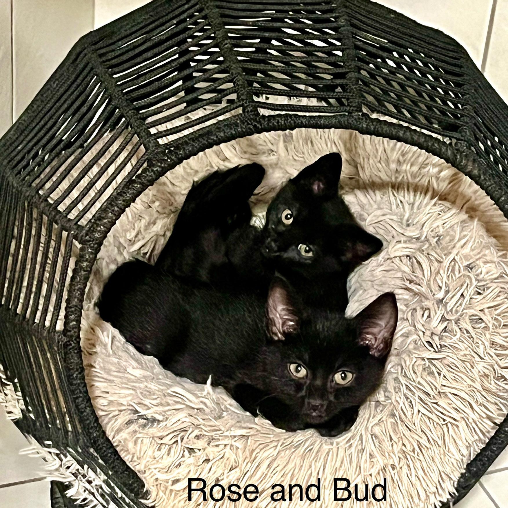 Rose and Bud, Young Female unknown