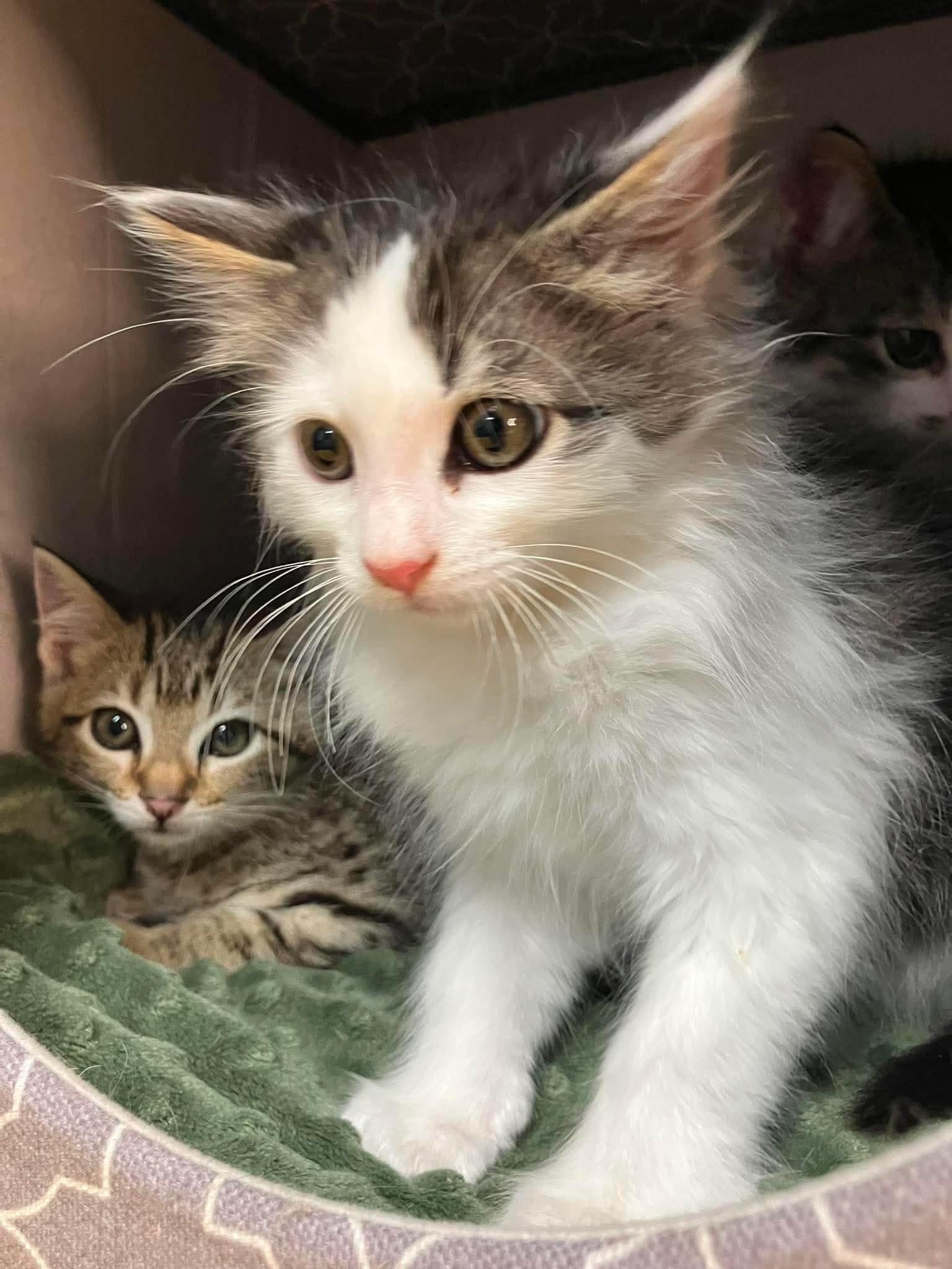 Elizabeth - Playful kitten fun, a Adoptable Domestic Short Hair in Hales Corners, WI image 3/6