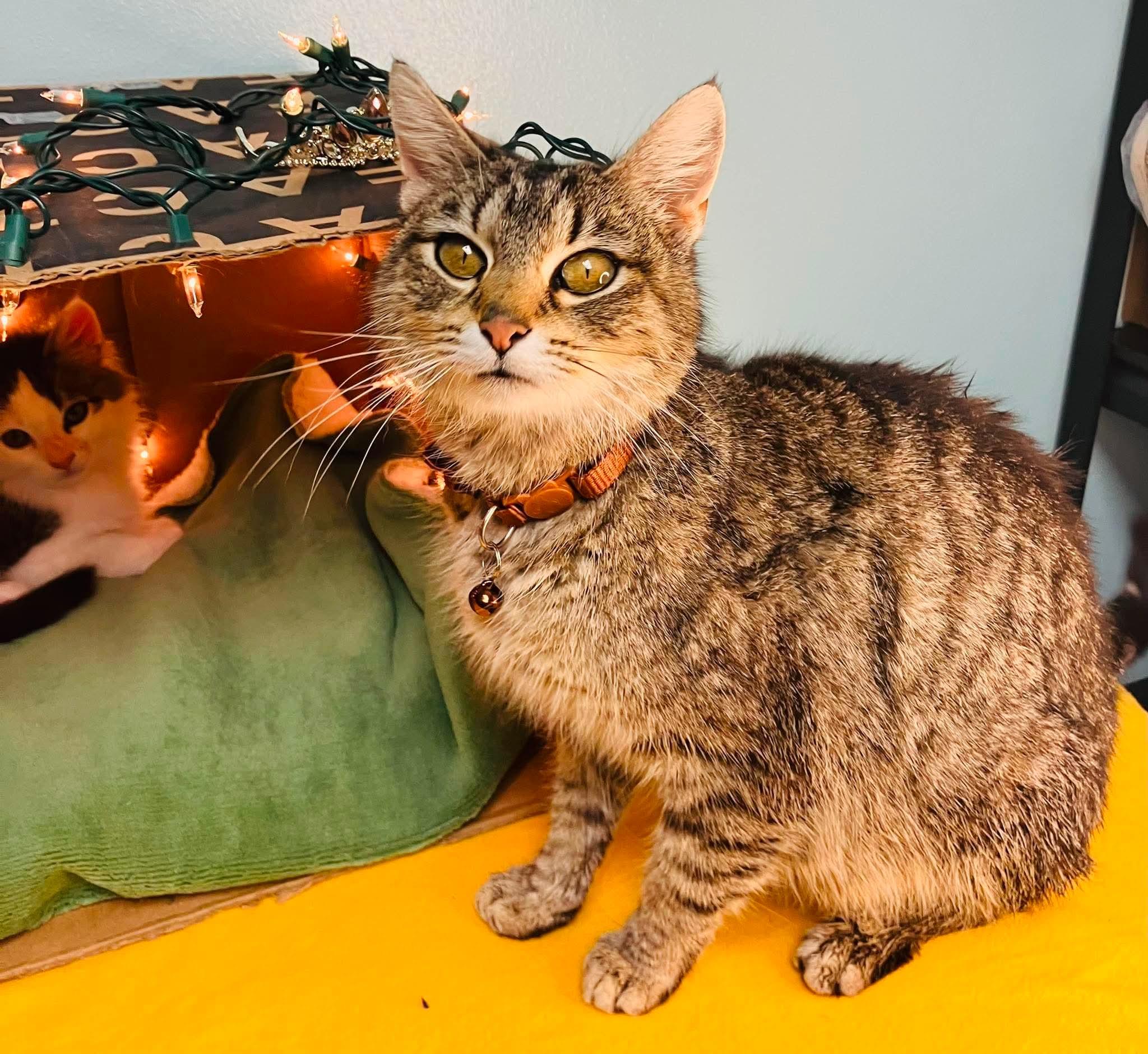 Elizabeth - Playful kitten fun, a Adoptable Domestic Short Hair in Hales Corners, WI image 4/6