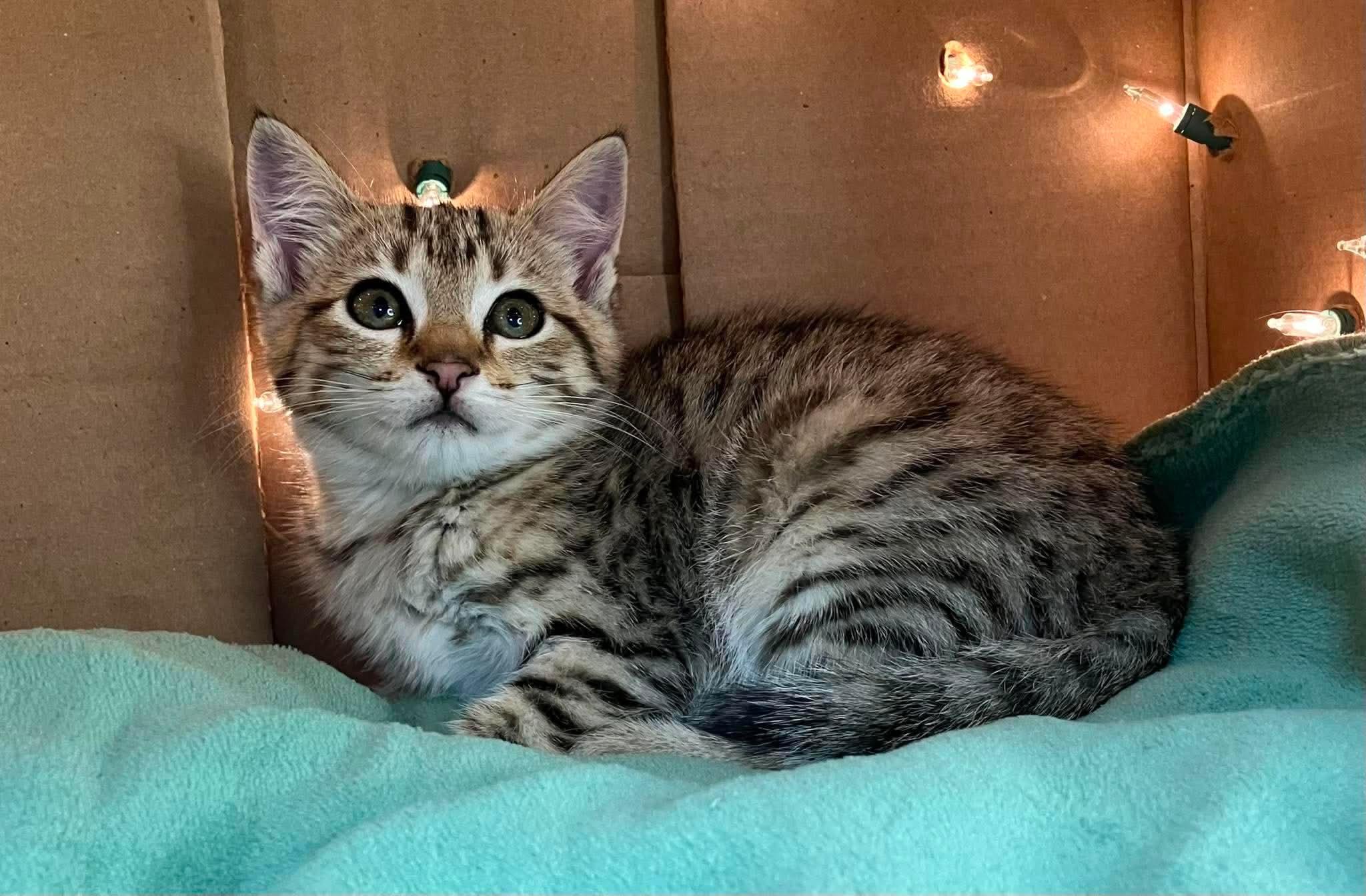 Elizabeth - Playful kitten fun, a Adoptable Domestic Short Hair in Hales Corners, WI image 6/6