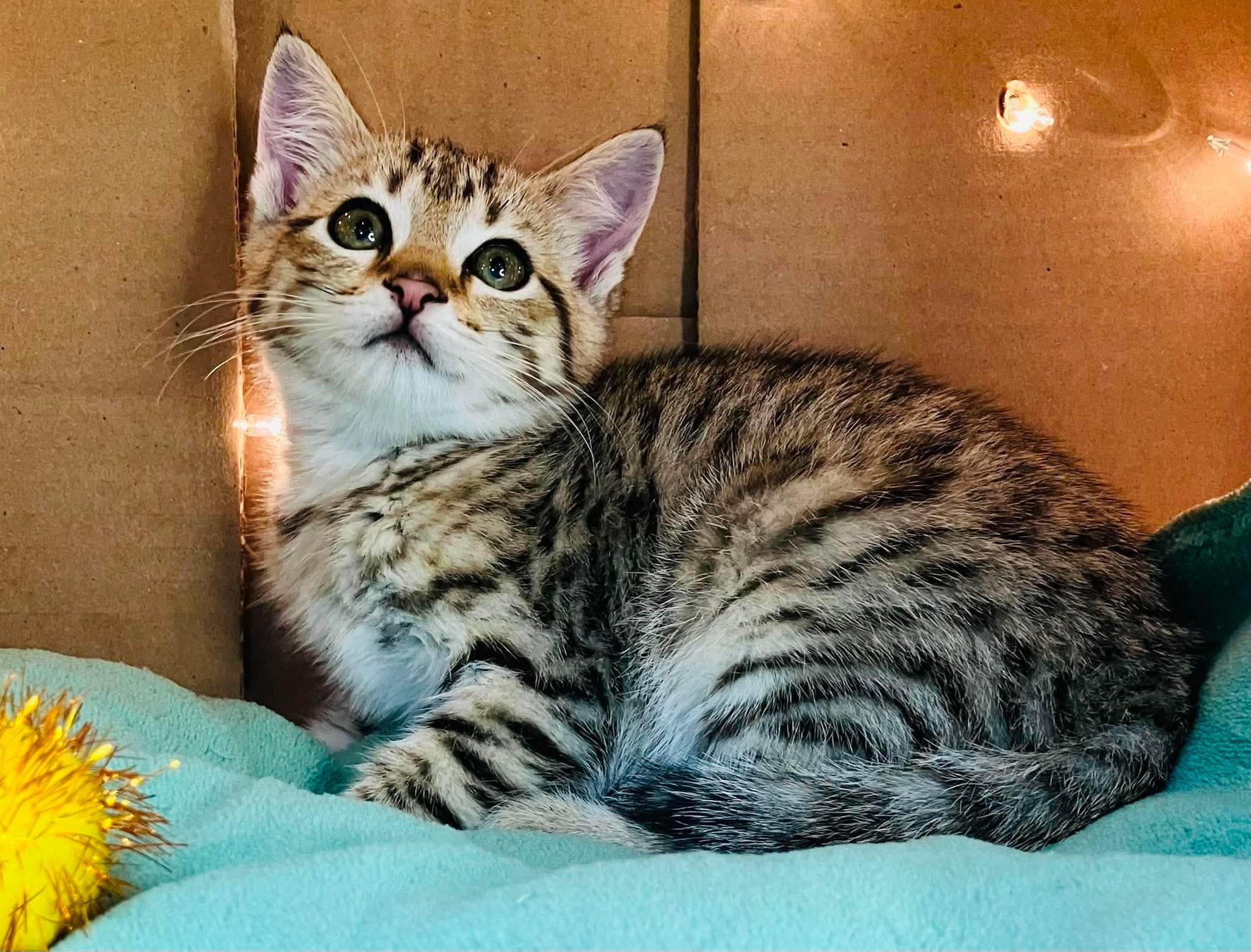 Elizabeth - Playful kitten fun, a Adoptable Domestic Short Hair in Hales Corners, WI image 1/6