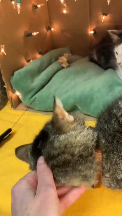 Enlarge Elizabeth - Playful kitten fun, a Adoptable Domestic Short Hair in Hales Corners, WI video 5/6