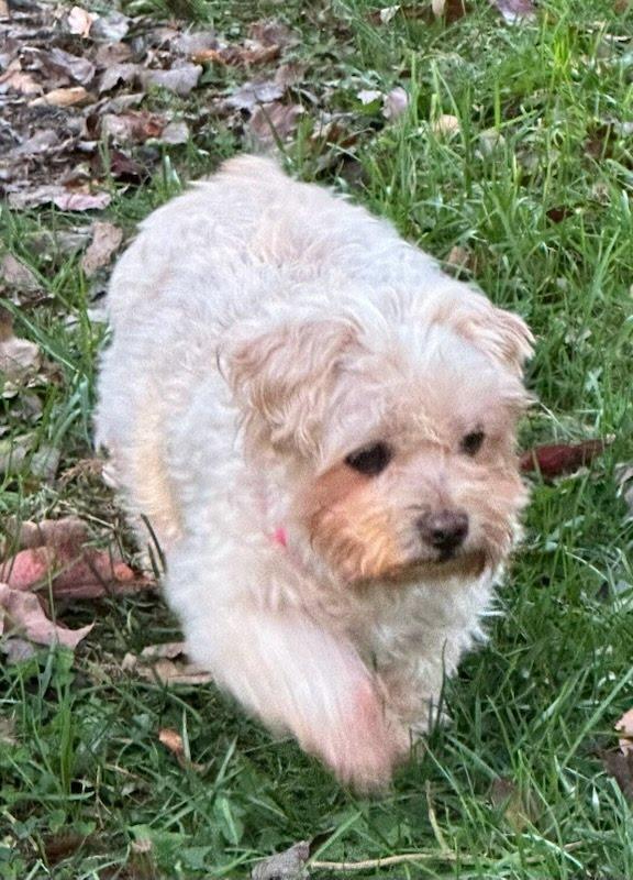 Enlarge Sweetie (bonded with Peanut), a Adoptable mixed breed in Knoxville, TN image 1/6