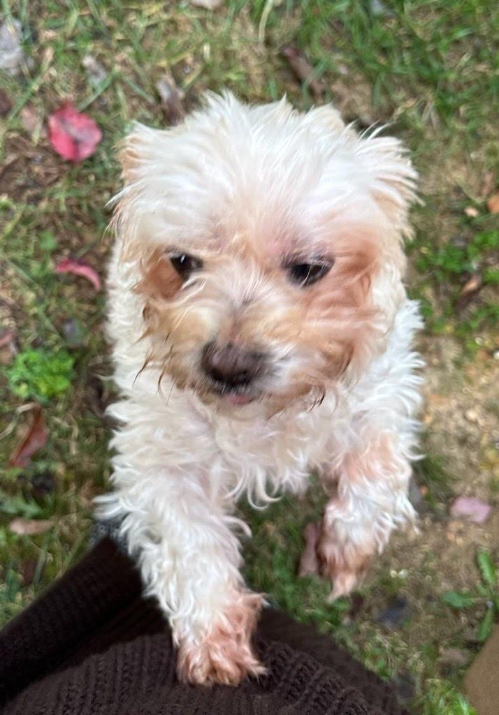 Enlarge Sweetie (bonded with Peanut), a Adoptable mixed breed in Knoxville, TN image 2/6