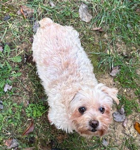 Enlarge Sweetie (bonded with Peanut), a Adoptable mixed breed in Knoxville, TN image 3/6