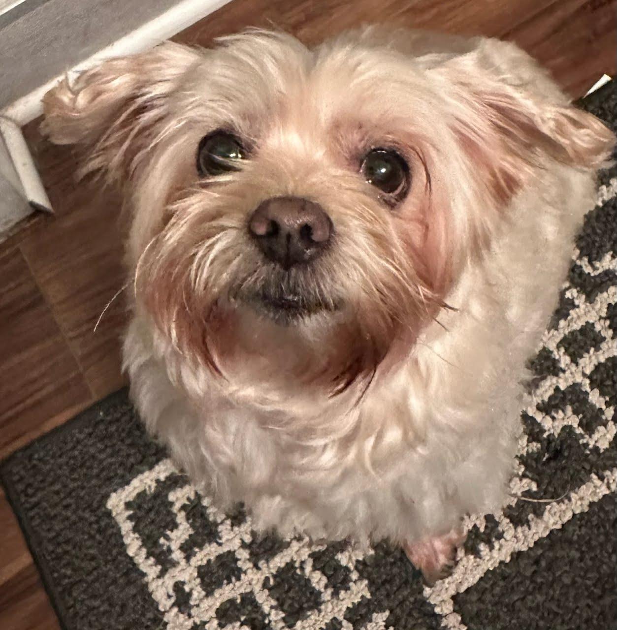 Sweetie (bonded with Peanut), Adoptable, Senior Female Yorkshire Terrier.
