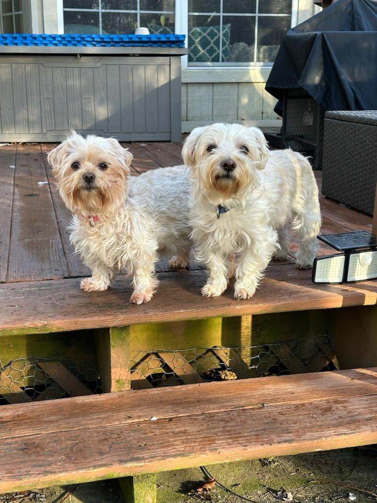 Enlarge Sweetie (bonded with Peanut), a Adoptable mixed breed in Knoxville, TN image 4/5