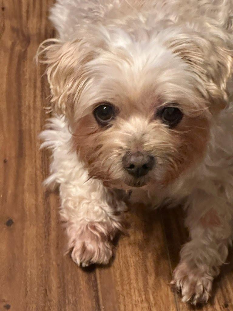 Enlarge Sweetie (bonded with Peanut), a Adoptable mixed breed in Knoxville, TN image 3/5