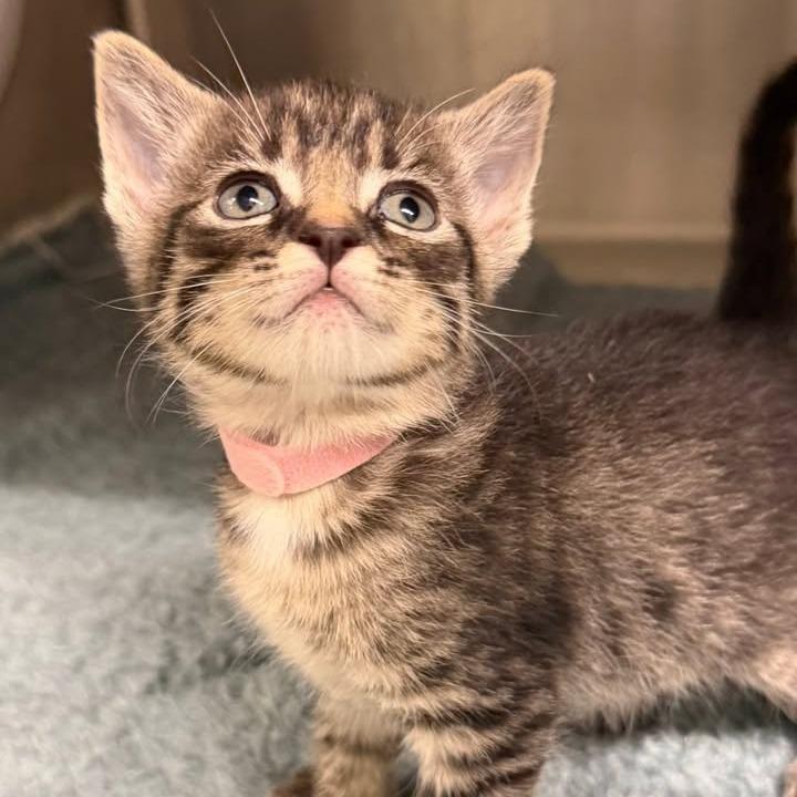 Milan (pink collar), Adoptable, Kitten Female Domestic Short Hair.