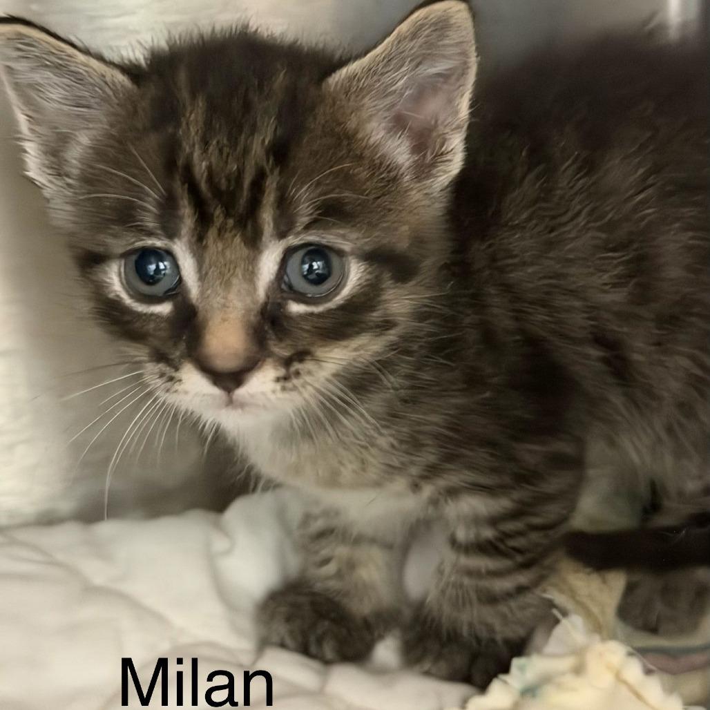 Enlarge Milan (pink collar), a Adoptable Domestic Short Hair in Kingman, KS image 2/2