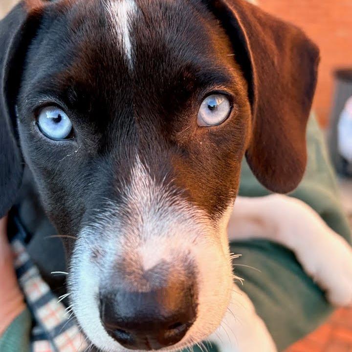 Missy, Adopted, Young Female Beagle.