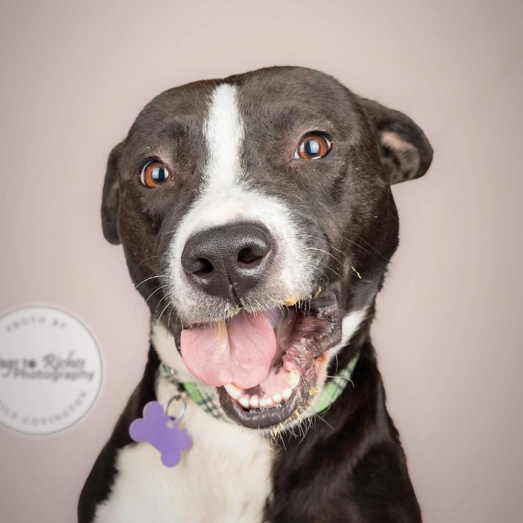 Tuna - (Adoption Fee SPONSORED!) In Foster, Adoptable, Adult Female Mixed Breed.