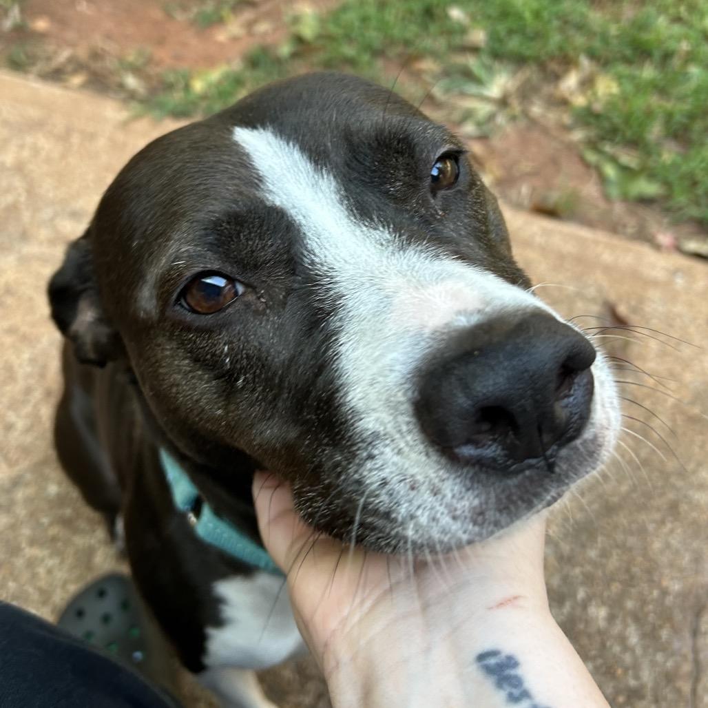 Enlarge Tuna  - In Foster (Sponsored by Werner & Mimi Huh), a Adoptable Mixed Breed in Alabaster, AL image 2/6