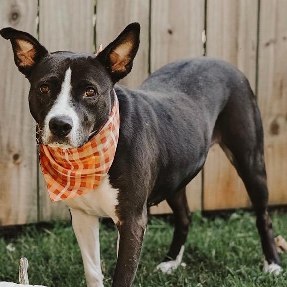 Enlarge Tuna - (Adoption Fee SPONSORED!) In Foster, a Adoptable Mixed Breed in Alabaster, AL image 2/4