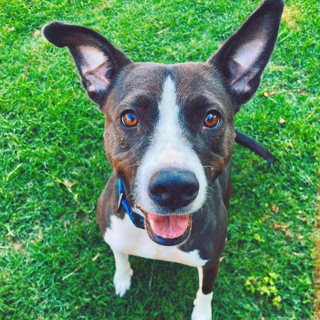 Enlarge Tuna - (Adoption Fee SPONSORED!) In Foster, a Adoptable Mixed Breed in Alabaster, AL image 3/4