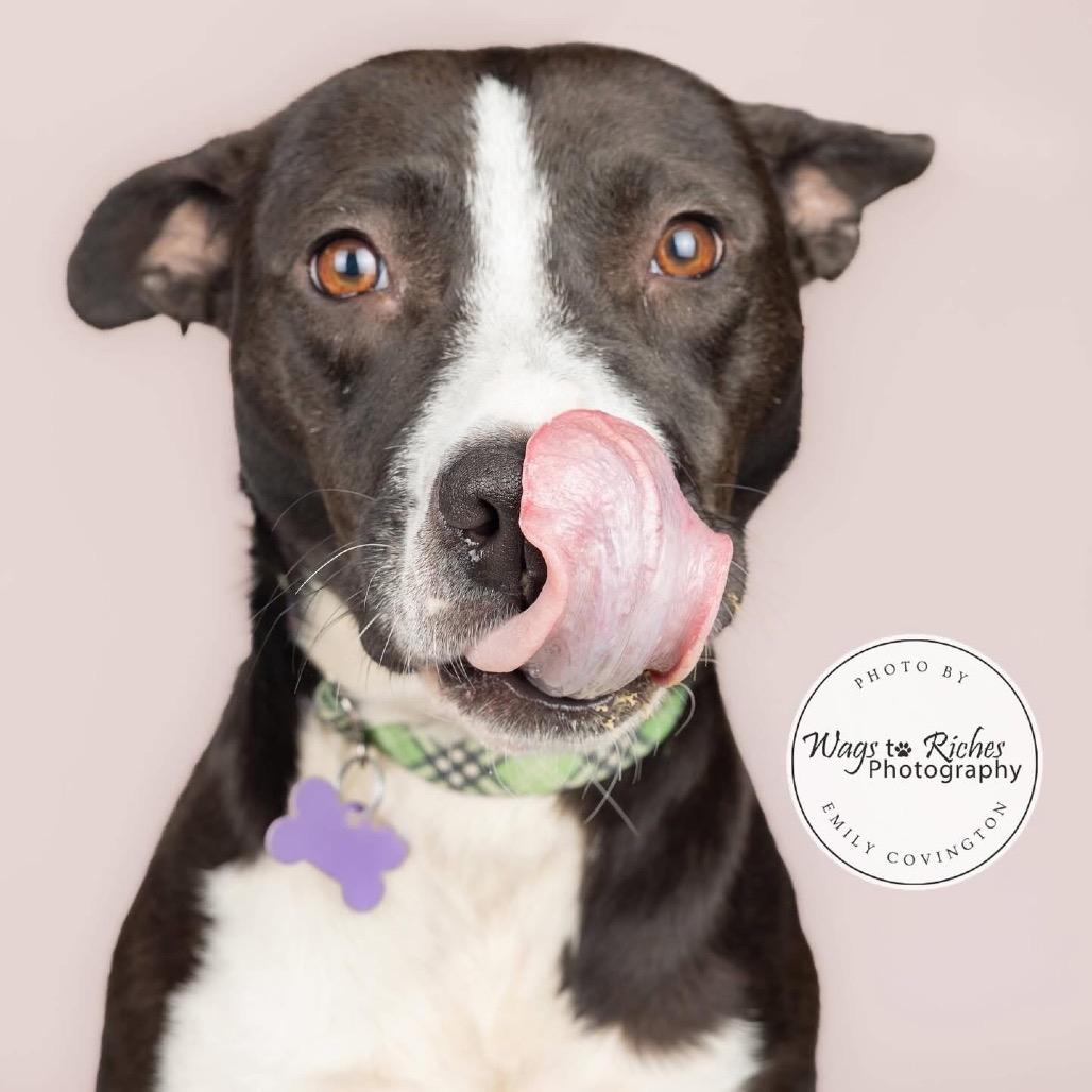 Enlarge Tuna - (Adoption Fee SPONSORED!) In Foster, a Adoptable Mixed Breed in Alabaster, AL image 4/4