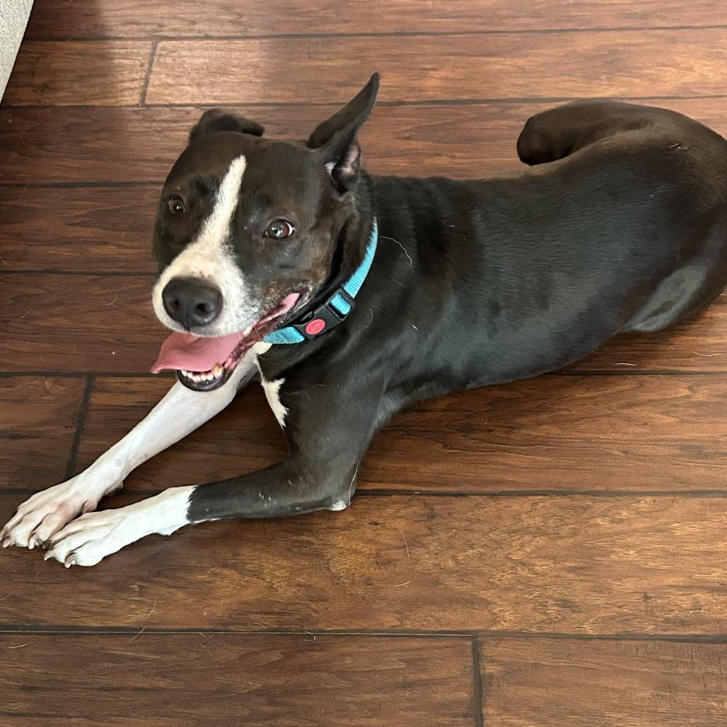 Enlarge Tuna  - In Foster (Sponsored by Werner & Mimi Huh), a Adoptable Mixed Breed in Alabaster, AL image 6/6