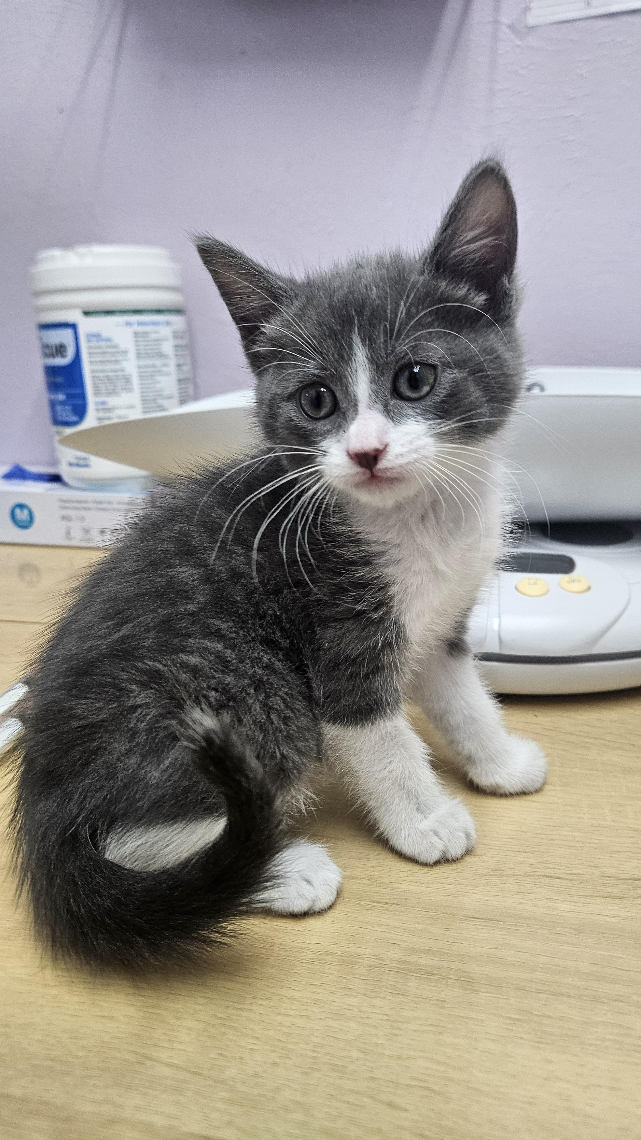 Chunky, Adopted, Young Female Domestic Short Hair.