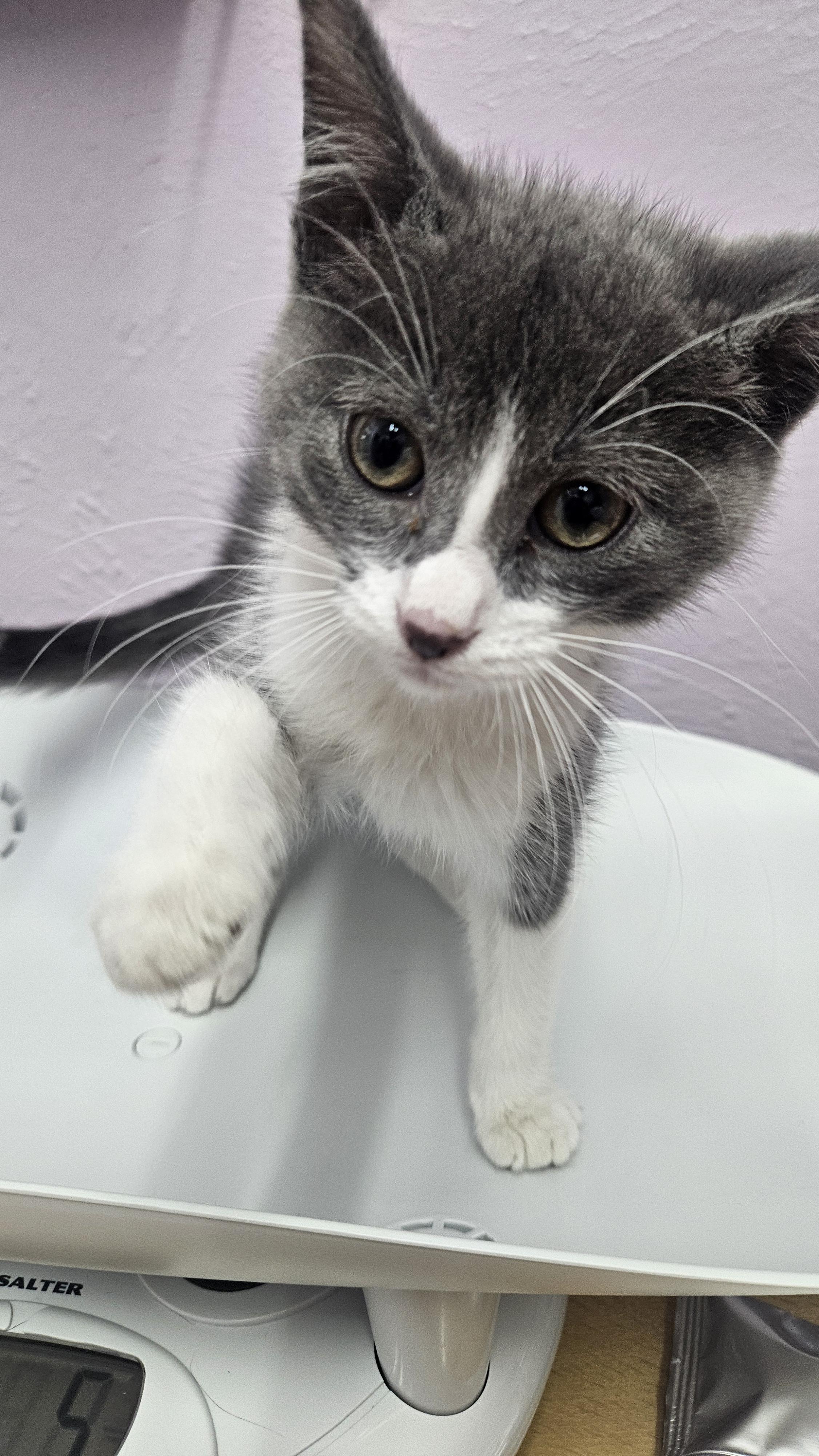 Enlarge Chunky, a Adopted mixed breed in Lakewood, CO image 2/2