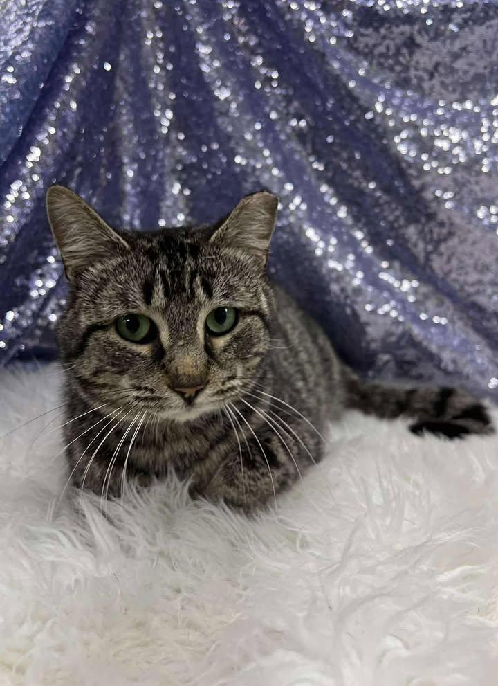 Ridley, Adopted, Adult Male Domestic Short Hair.