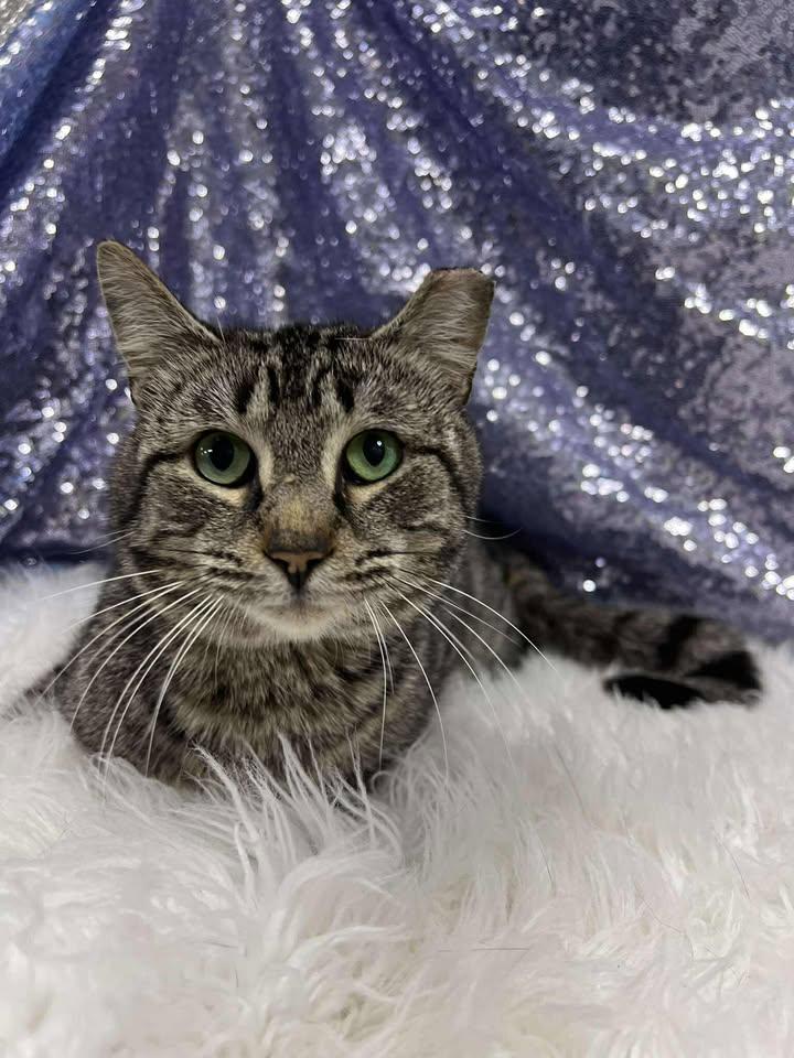 Enlarge Ridley, a Adopted Domestic Short Hair in Clarkesville, GA image 2/3