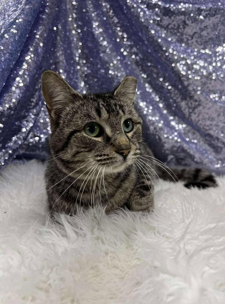 Enlarge Ridley, a Adopted Domestic Short Hair in Clarkesville, GA image 3/3