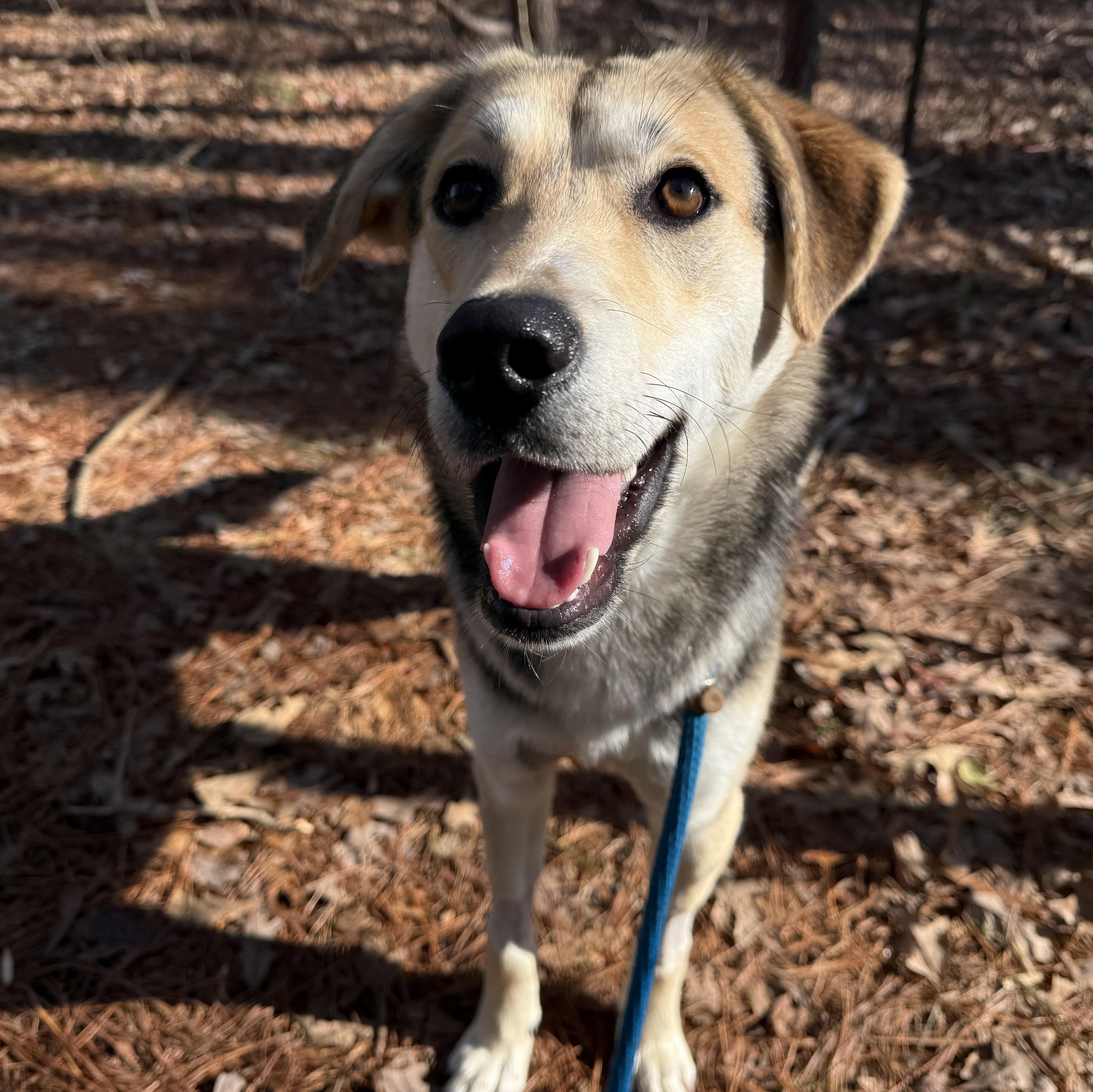 Alvin, a Adoptable mixed breed in Saluda, VA image 1/6