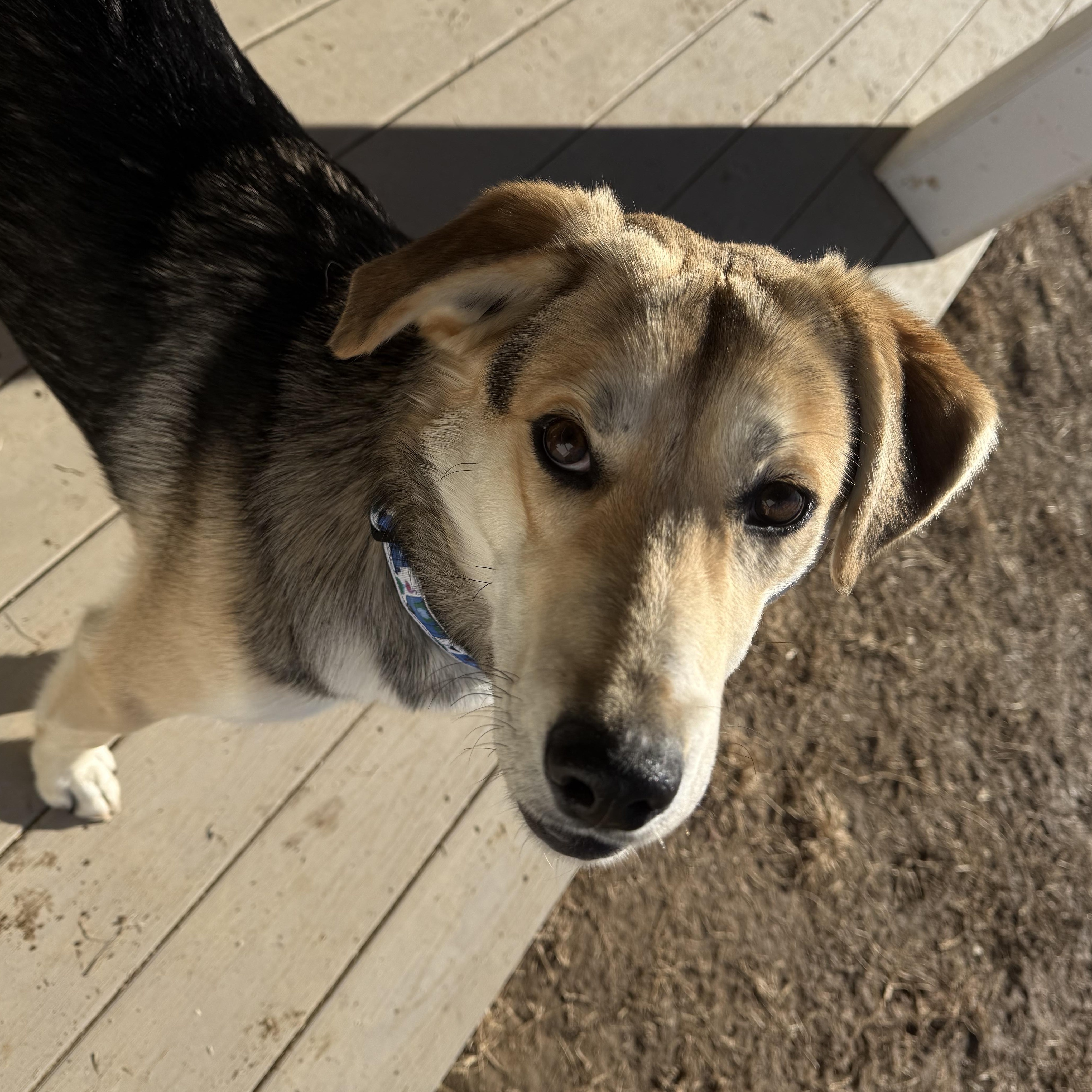 Alvin, a Adoptable mixed breed in Saluda, VA image 2/6