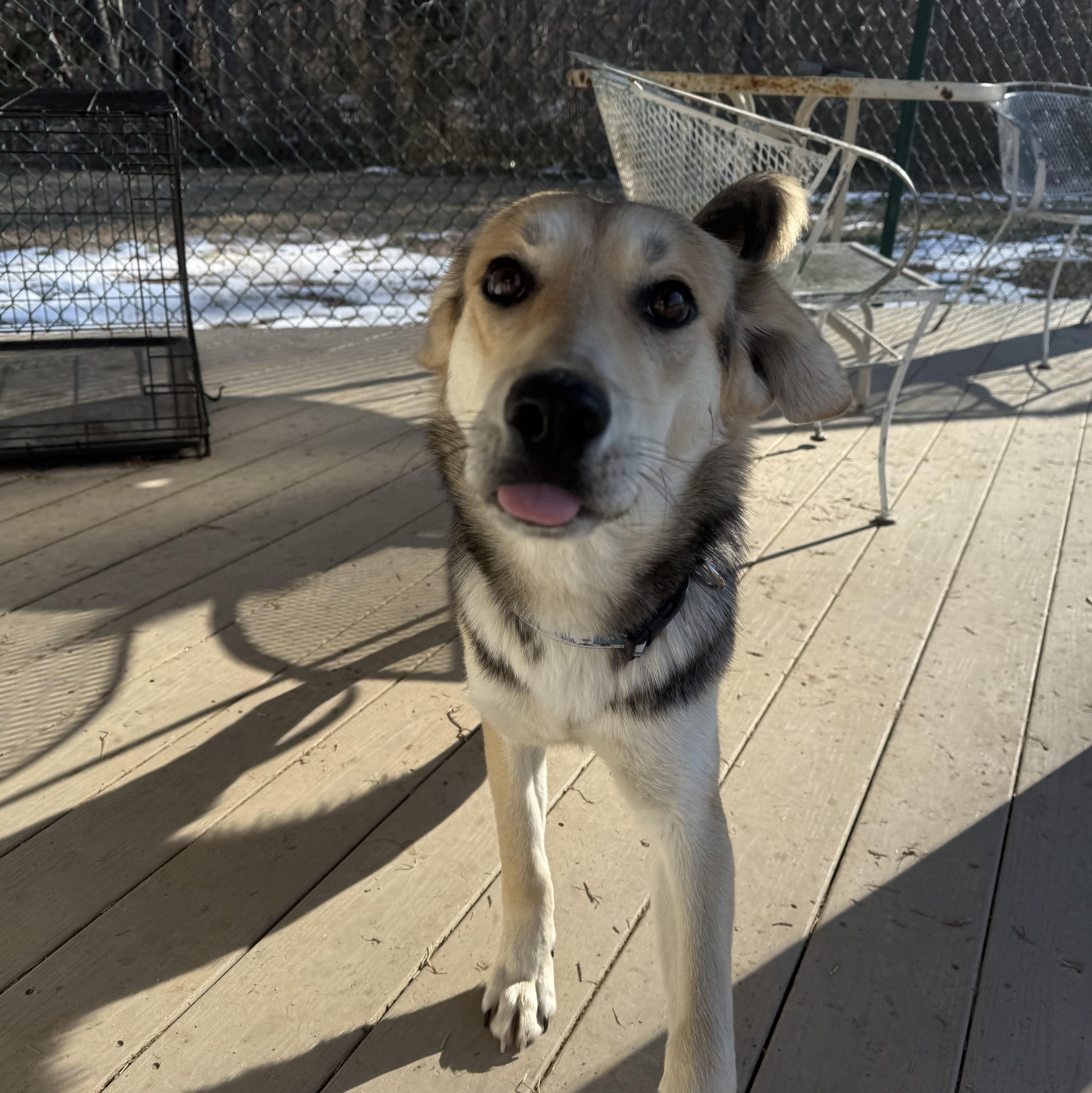 Alvin, a Adoptable mixed breed in Saluda, VA image 5/6