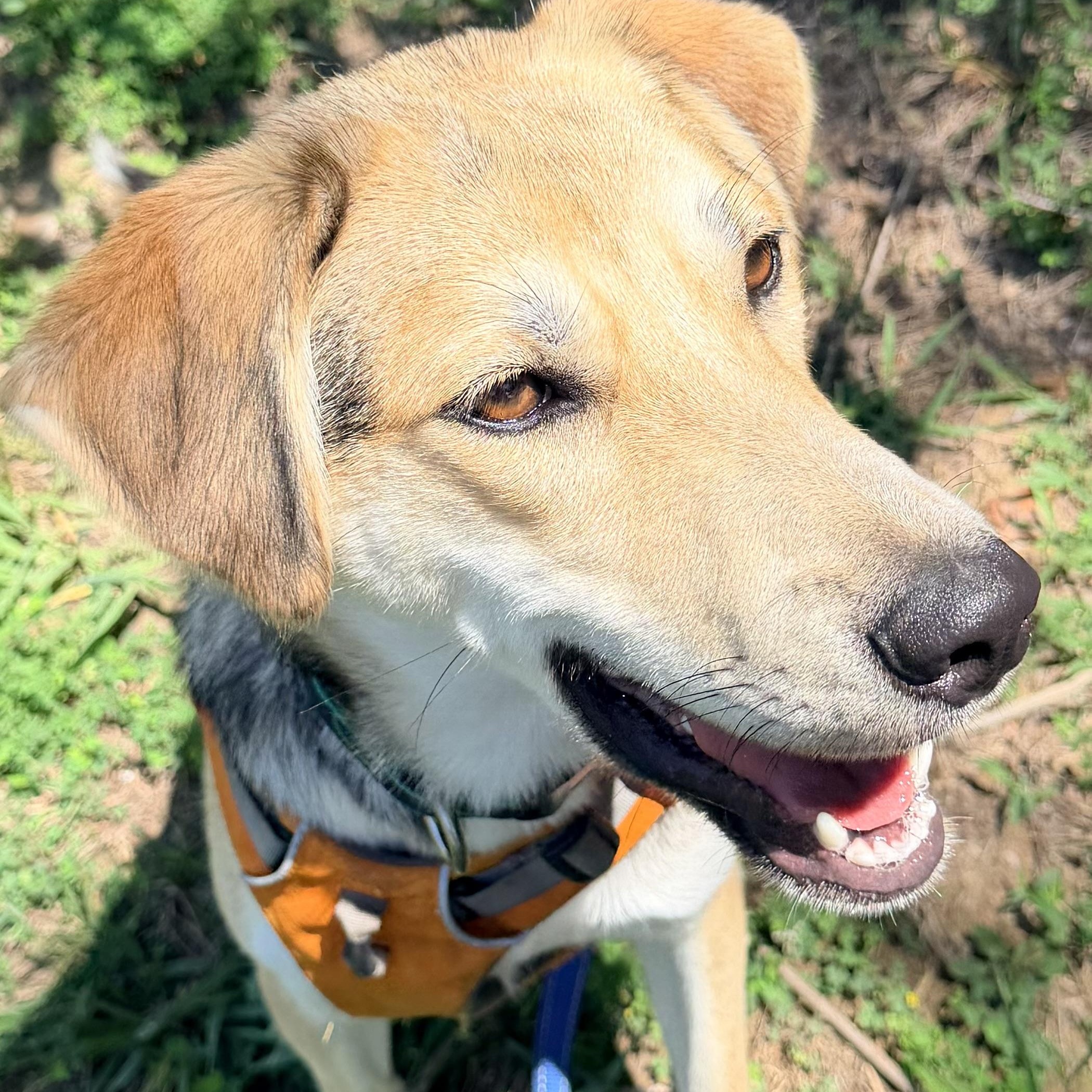 Alvin, a Adoptable mixed breed in Saluda, VA image 1/6