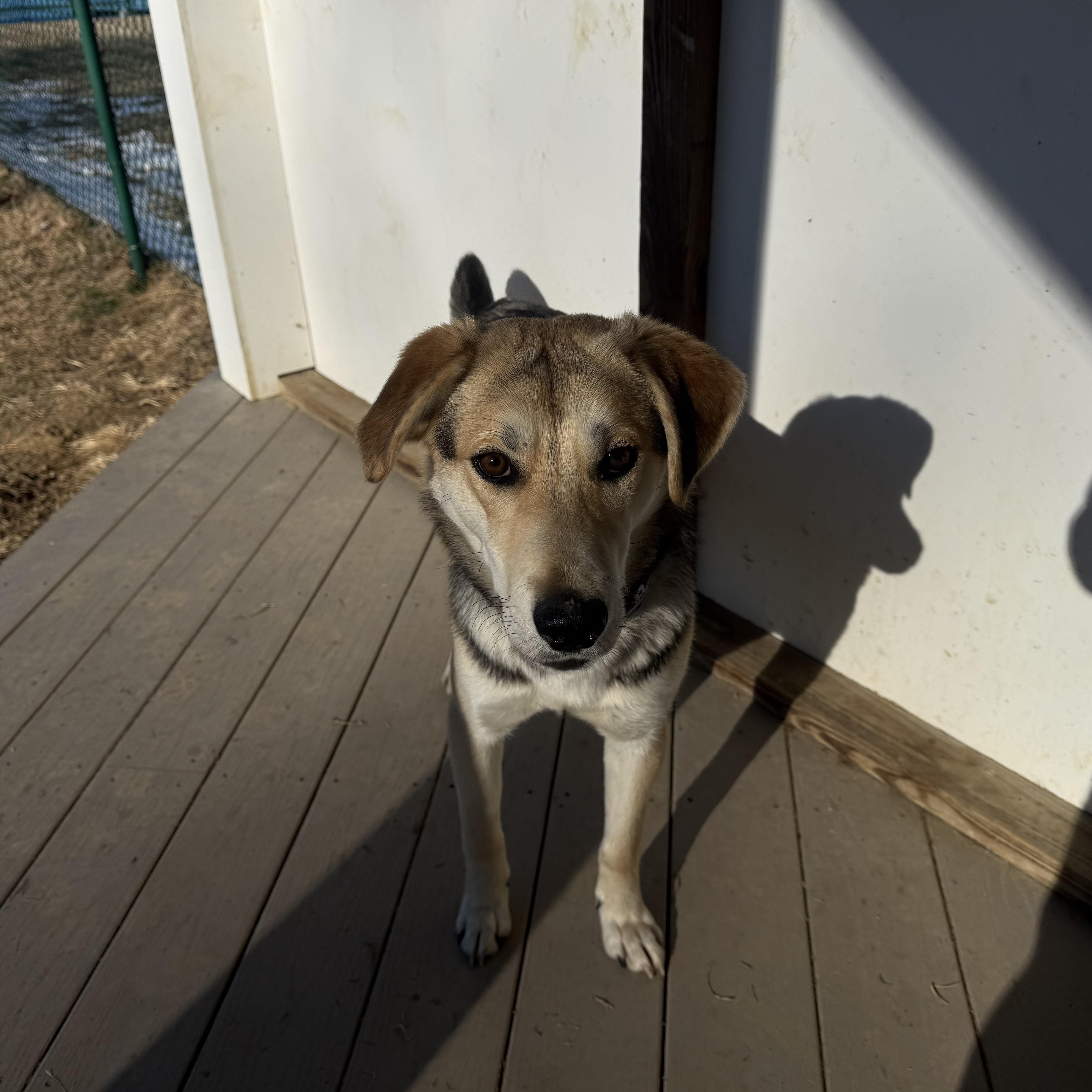 Alvin, a Adoptable mixed breed in Saluda, VA image 4/6