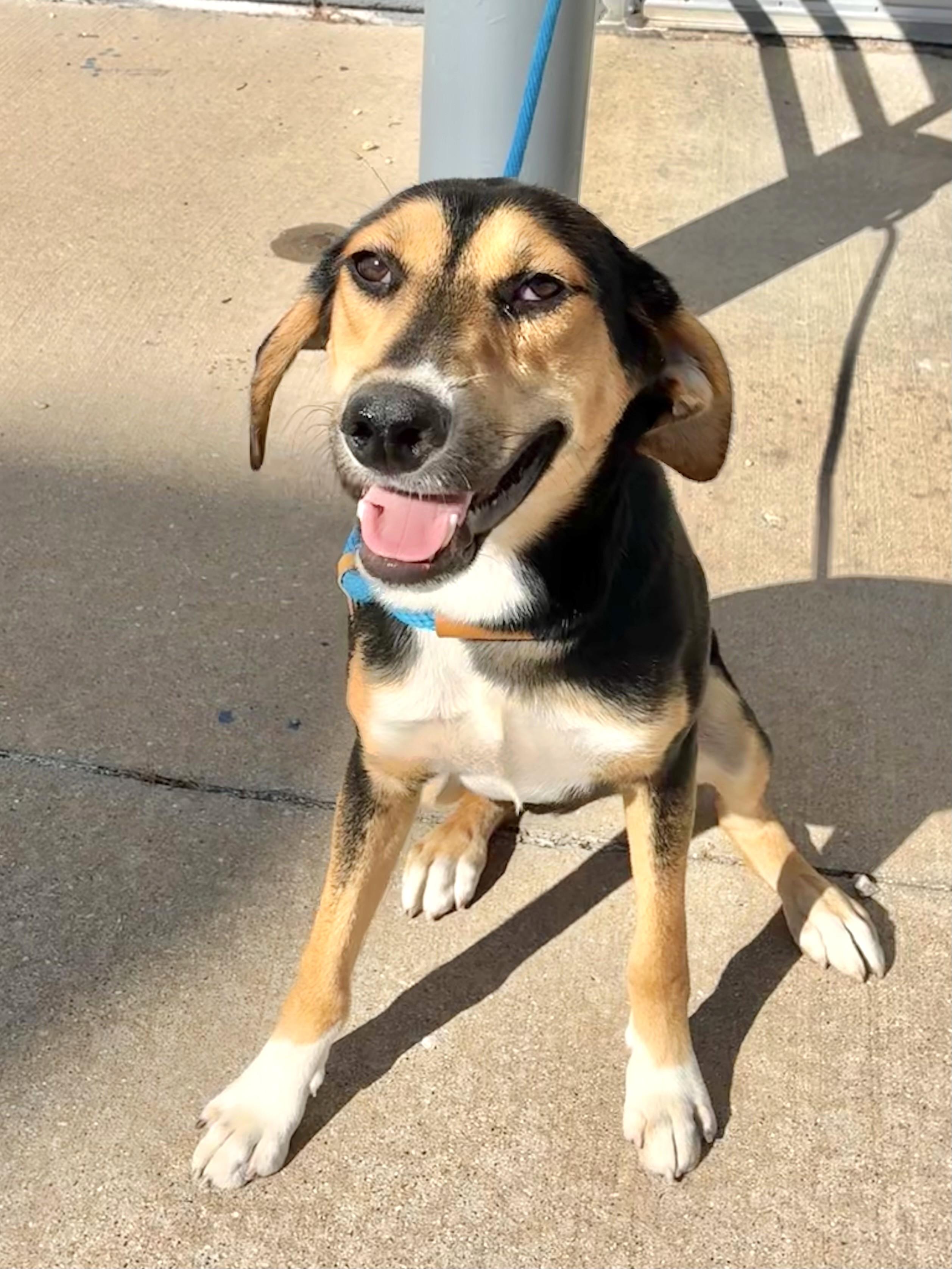 Murdoc, an adoptable Foxhound, Shepherd in West Chicago, IL, 60185 | Photo Image 1