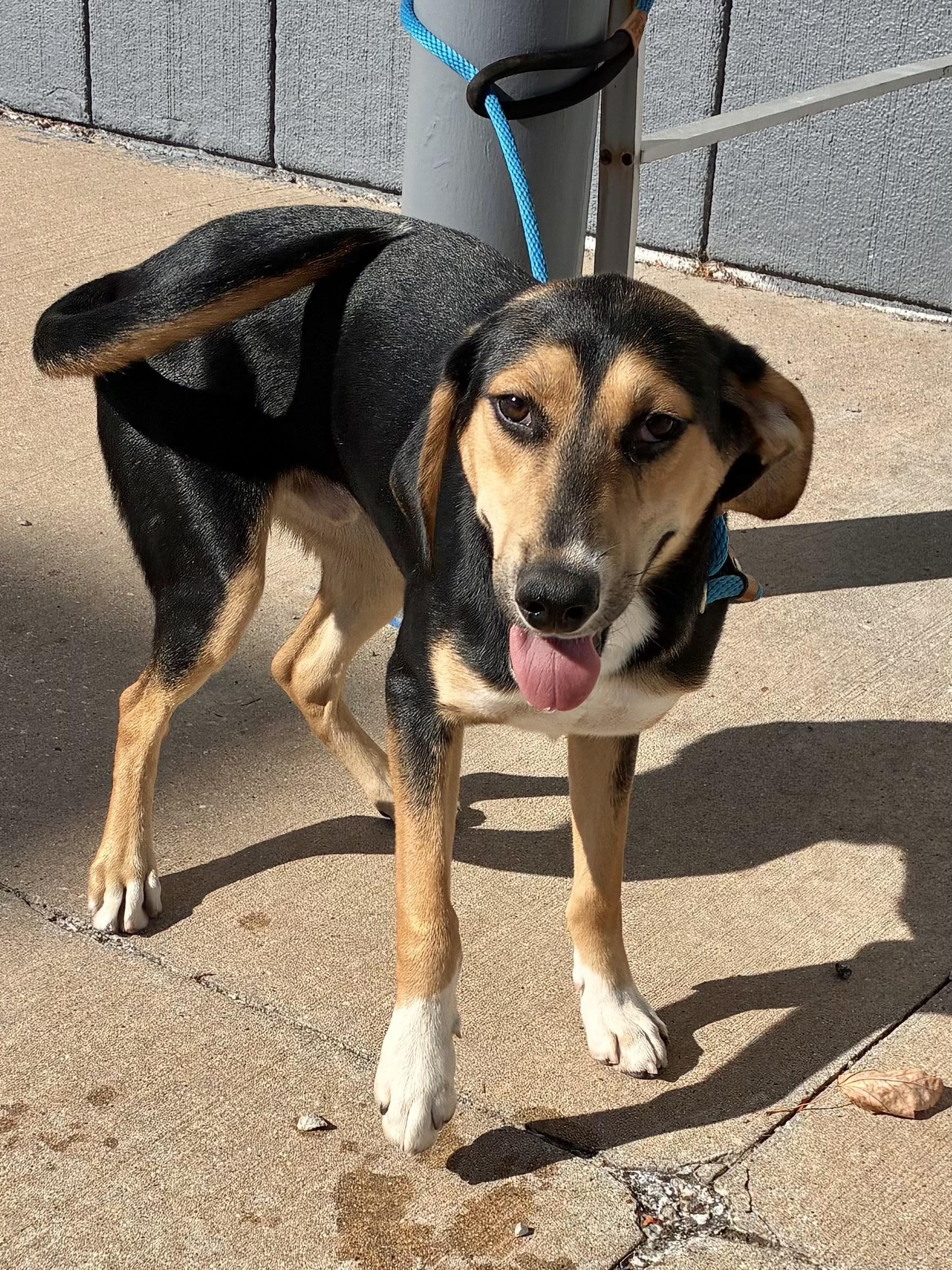 Murdoc, an adoptable Foxhound, Shepherd in West Chicago, IL, 60185 | Photo Image 4