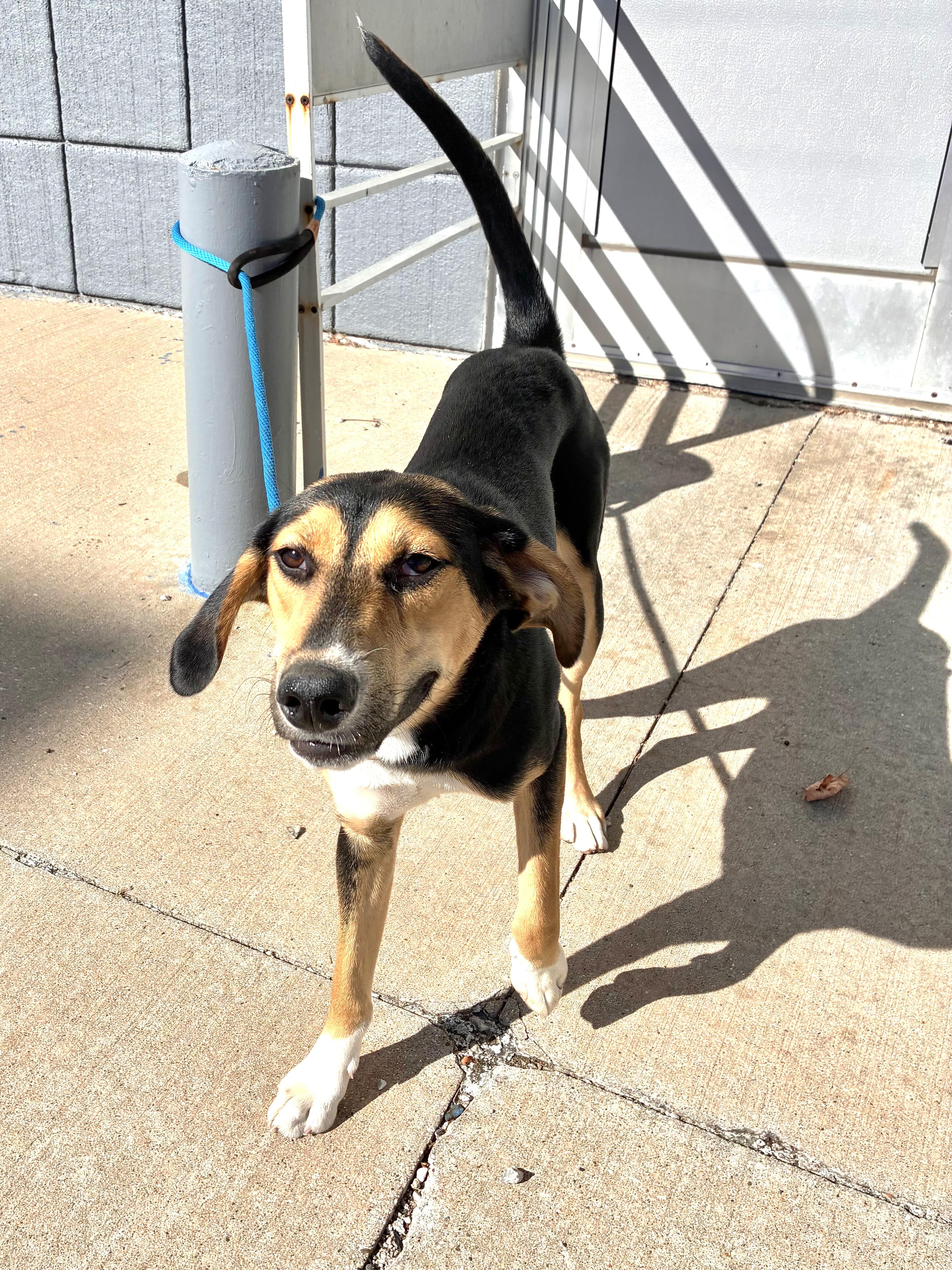 Murdoc, an adoptable Foxhound, Shepherd in West Chicago, IL, 60185 | Photo Image 3