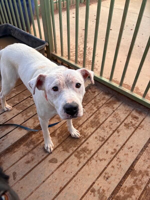 Enlarge Alexander, a Adoptable Mixed Breed in Hobbs, NM image 1/6